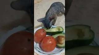 донской сфинкс кушает 🥑
