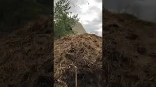 Навоз и никакой политики