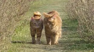 смешные коты 8ч.