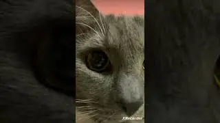 Вставай! А то твой нос покусаю