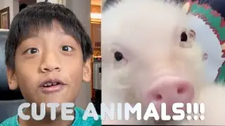 WORLDS CUTEST ANIMALS!!!