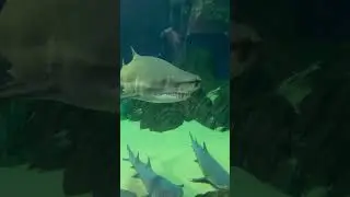 Страшная зубастая акула 🦈 