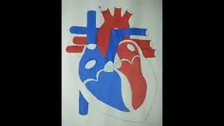 Diagramatic representation of the Human Heart.