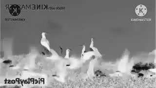 Preview 100 2l Effects | Katanya - Katanya Sony Vegas Effects
