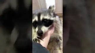 Raccoon Gorushka )))