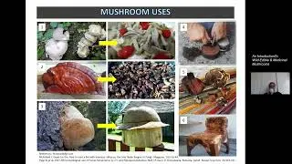 Wild Mushroom Uses