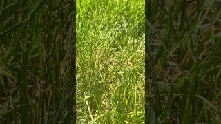 What’s up With My Lawn?  Diagnosing Leaf Spot in Kentucky Bluegrass