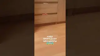 Тайна века 🤣 ТАИНСТВЕННОЕ ПОЯВЛЕНИЕ ШИНШИЛЛЫ 😱😱😱 