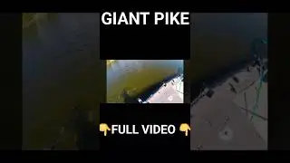Giant Pike #pike #esox #springpike #fishing #vikinglodge