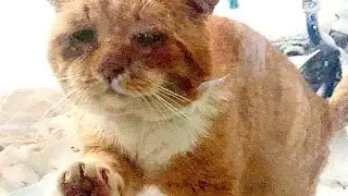 В окно женщины постучал уличный кот...