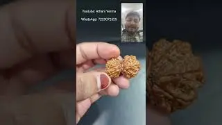 Fake Gauri Shankar Rudraksh | Atharv Verma | WhatsApp: 7223072525 & 6261559299
