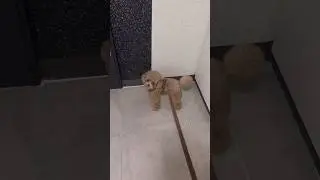 계모 상대하기 싫은 복떠니🐶
