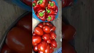 Kışlık kahvaltılık sos #kışhazırlıkları #sostarifleri #kışlıkhazırlığı #shorts #shortvideo