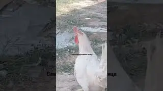 самая лучшая птица легорн стандарт