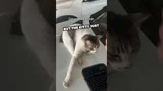 He found a cat on his car and this happened 😅