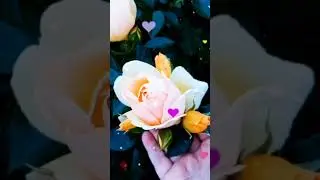 С добрым утром! #доброеутро #сдобрымутром#доброгоутра #shortsvideo#открытка#shorts