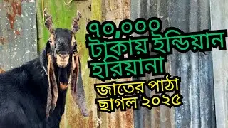 মনসা পূজার জন্য ভারতীয় উন্নত জাতের পাঁঠা ছাগল🐐 | হালাল অ্যাগ্রো ফার্ম, কালুরঘাট ভিজিট ২০২৫