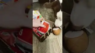 Tyrs March BarkBox! Ft. Em Cat #bordercollie #dogoftheday #barkbox
