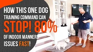 Teach Your Dog the PLACE Command- How to Train a Dog To Stay