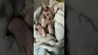 #shorts#cat#catlover