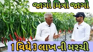 મરચી ની ખેતી કરવાની રીત | મરચી નુ વાવેતર | marachi ni kheti karvani rit | (@khedutmitra6210 )