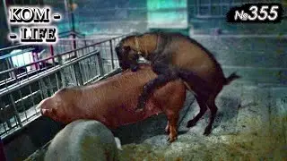Козёл 