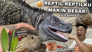 MAKANAN RAHASIA SUPAYA REPTIL MAKIN GEMUK DAN SEHAT! PELIHARA REPTIL WAJIB NONTON!