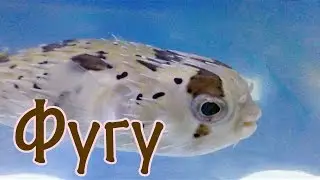 Смертельно опасные, зубастые  рыбы. Фугу.