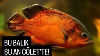 Gölet'e Astronot Salmışlar - Mücevher Cikleti Çekemedim #gölet #beylikdüzü #akvaryum