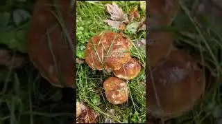 Муж по Странам бегает, а милая на грибалке 🍄🍄🍄😁😃🤙