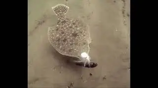 flounder - fluke fishing