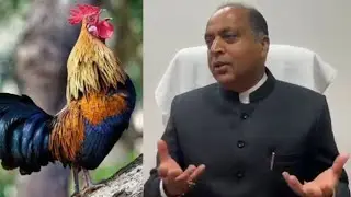 CM सुक्खू के लिए जंगली मुर्गा लाने वालों पर FIR न होने पर हैरानी जताई