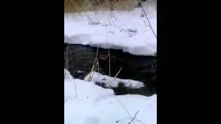 Вызаревоние.