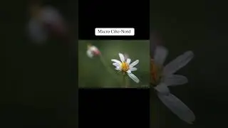 Macro photographie sur la Côte-Nord