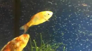 How to recognise Fish White Spot (ick) and Fin Rot and Cure it