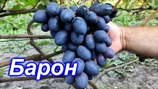 Барон 2023