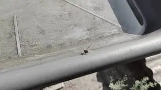 Poco X3 Pro Slow motion video (wasp takes off)