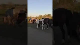 Якутские лошади - лошадь, которая гуляет сама по себе🐴