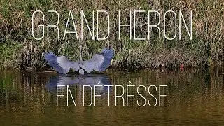 Le grand héron protège son territoire.