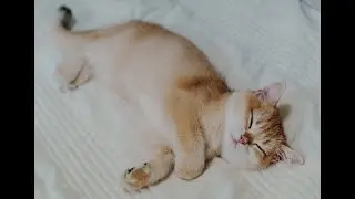 고양이와 일상