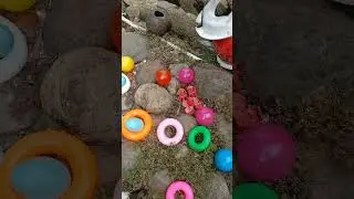 mencari ayam warna warni lucu #cute #cute #ayamwarnawarni #animalsvideo #animalcute #shortsfeed