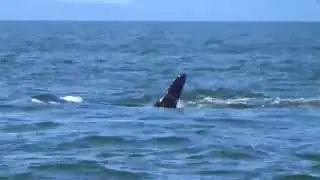 Vancouver Whale Watching