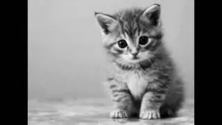 fotos de animais fofinhos