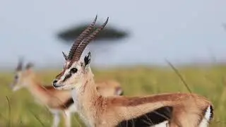 Gazelle in African Savanna