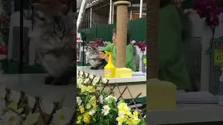 Ринг взрослых 09.03.24 выставка кошек Элиткэт часть 3