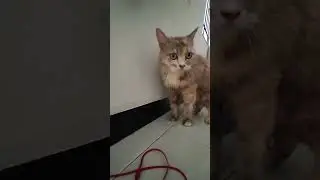 Suara induk kucing memanggil anaknya