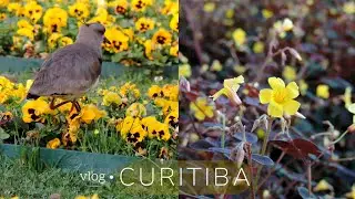 #1 VLOG • CURITIBA-PR