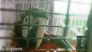 Попугай ара купается! Эмма играет!