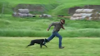 Dagley's Spikes - 13 Month Old Cowdog