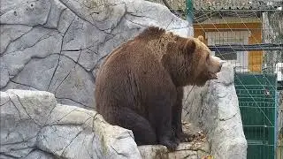 Short Video Mansur 110